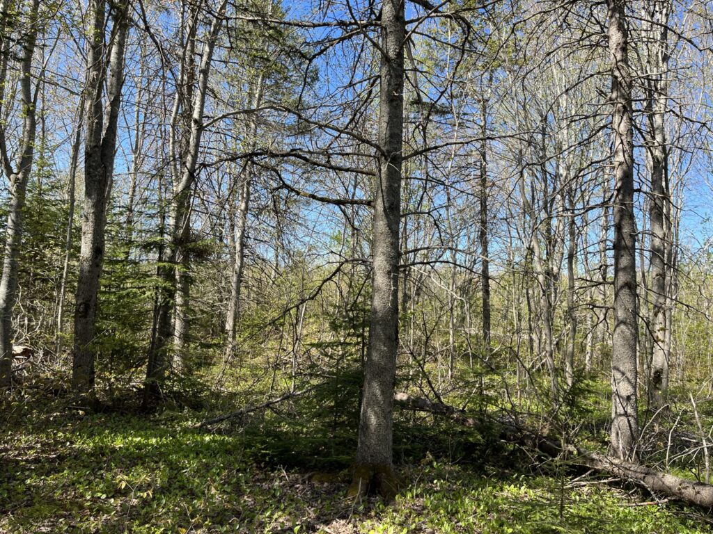 Notre Dame, Route 115 Land NB